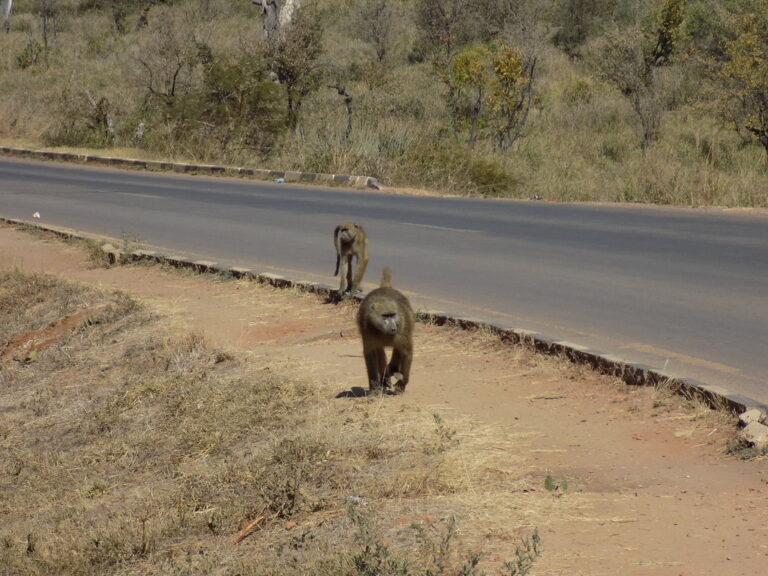 Best-Travel-Photos-of-2017-Solo-Traveler-in-Kenya-Friends