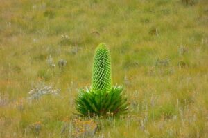 Hiking Mount Satima in the Aberdares Forest