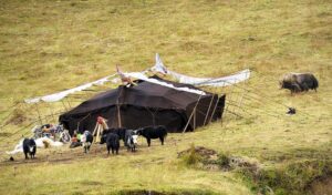 Nomads Yurts, Black Tents
